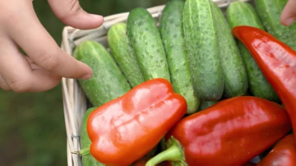 Landbrug, sund vegetarisk mad med vitaminer, grøntsager rig på fiber til vægttab, gård høst fra marken, sæsonen for plukning peberfrugter fra plantager, moden have, close-up – Stock-video