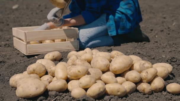 耕作，在资深农民田里收割土豆，有机耕作，蔬菜种植生物学概念，素食主义者，自然纯净的新鲜产品，在花园里挖土豆 — 图库视频影像