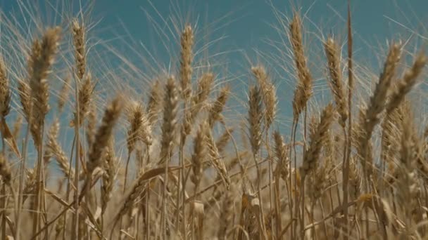 Zemědělství, pole zralé pšenice na pozadí modré oblohy, pěstování žita na plantážích, doba sklizně na zemi, zralá zrna na venkově, technologie růstu rostlin v půdě v létě — Stock video