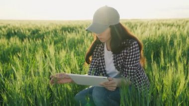 Çiftçi gün batımında tablet vitrininde çalışıyor buğday tarlalarında, tarım, şafak vakti çavdar fideleri, tarlalardaki ekinlerin büyümesi, çiftlikte yetişen yeşil buğday.