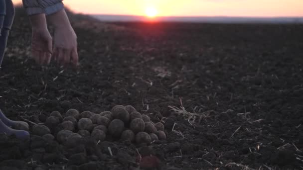 Γεωργός συλλέγει πατάτες σε αγρό κατά τη δύση του ηλίου, την εποχή της συγκομιδής, οι κόνδυλοι πατάτας συλλέγονται με το χέρι, η παραγωγή λαχανικών που καλλιεργούνται στο έδαφος της γης, η επιχειρηματική εκμετάλλευση που πωλεί υγιεινά τρόφιμα — Αρχείο Βίντεο