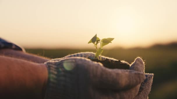 Small green seedling grown in ground is transplanted into farm field, seedling hands of gardener in fertilized soil, plant propagation business, agriculture, planting trees and vegetables in spring — Stock Video