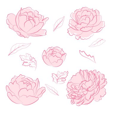 Pembe şakayık çiçek vektör koleksiyonu