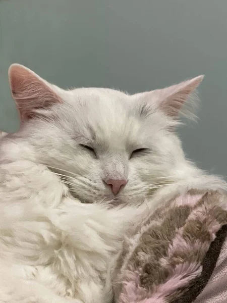 Gato Doméstico Cabelos Compridos Branco Com Orelhas Rosa Nariz Dormindo — Fotografia de Stock