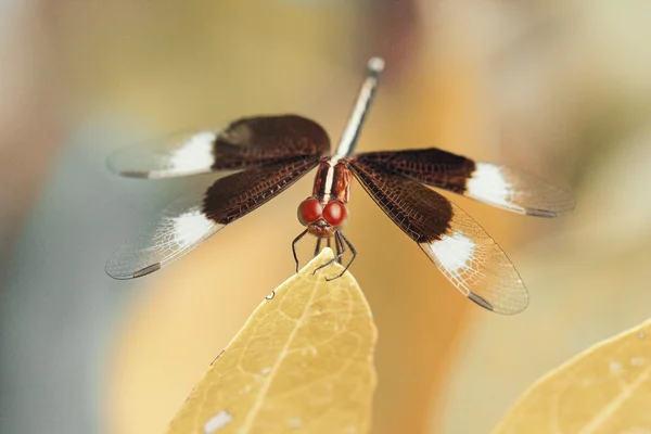 The dragonfly — Stock Photo, Image