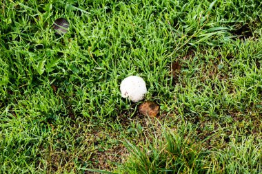 Çiyli yeşil çimlerde beyaz mantar