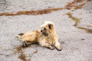 Kıvırcık saçlı sokak köpeği asfaltta yatıyor.