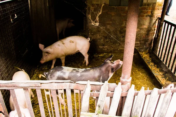 Ferkel Stall Sind Weiß Und Dunkel — Stockfoto