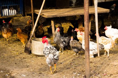 Bahçesinde tavuklar olan bir ev.