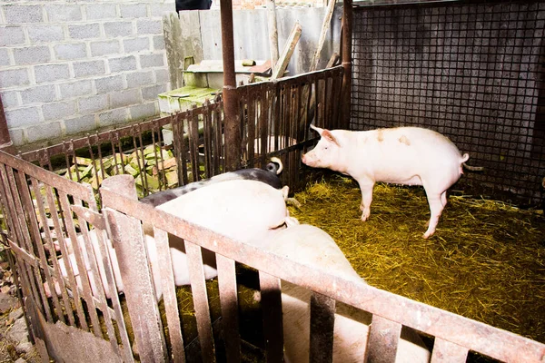 Los Lechones Pluma Lechón Esa Pluma Son Blancos Oscuros — Foto de Stock