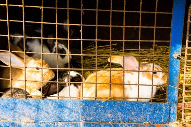 Bahçesinde tavşan kafesi olan bir çiftlik.