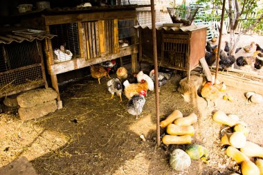 Bahçesinde tavşan kafesi olan bir çiftlik.