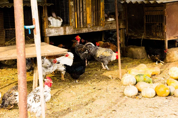 Podwórko Dla Gospodarstw Domowych Kurczakami Podwórku — Zdjęcie stockowe