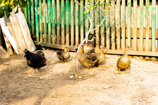 Dzikie Kaczki Gospodarstwie Kurczakami Pobliżu — Zdjęcie stockowe