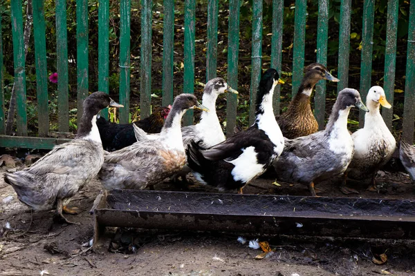 Grauweiß Gesprenkelte Enten Auf Einem Bauernhof — Stockfoto