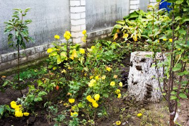 Testereli bir ağaç kütüğü, sarı kasımpatı çiçeğinin yanında bir çitin yanında duruyor.
