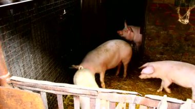 O ağıldaki domuzlar beyaz ve koyu renkli.