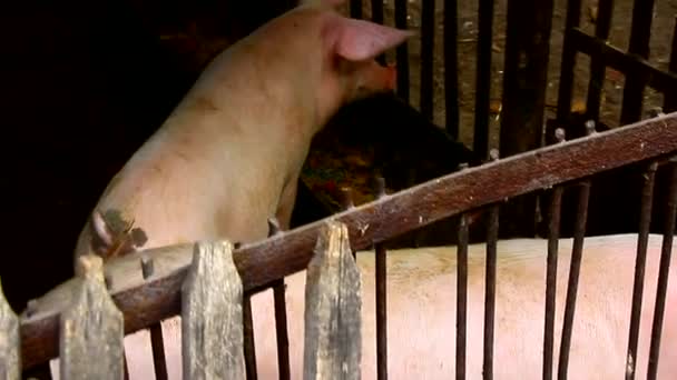 Los Lechones Pluma Lechón Esa Pluma Son Blancos Oscuros — Vídeos de Stock