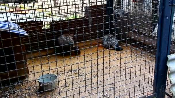 Chiens Raton Laveur Sauvages Dans Une Cage Captivité — Video