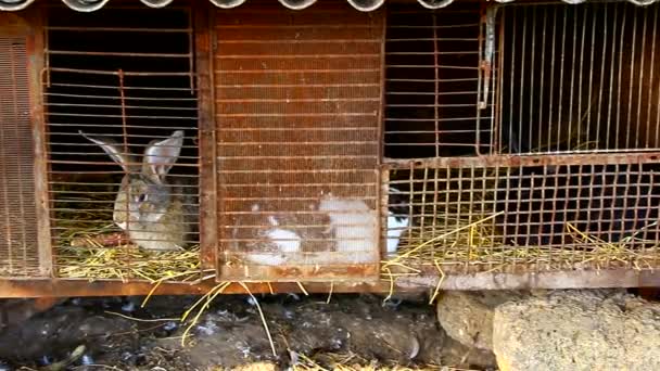 Bahçesinde Tavşan Kafesi Olan Bir Çiftlik — Stok video