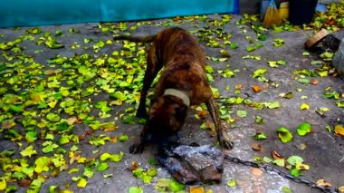 Tasmalı köpek teriyer avluda kaldırım taşıyla oynuyor.
