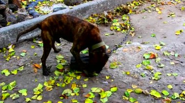 Tasmalı köpek teriyer avluda kaldırım taşıyla oynuyor.