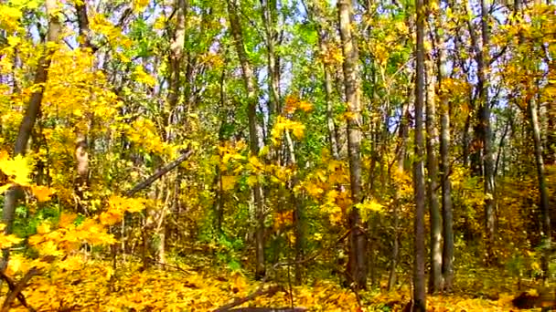 Herfst loofbos met vallende bladeren — Stockvideo