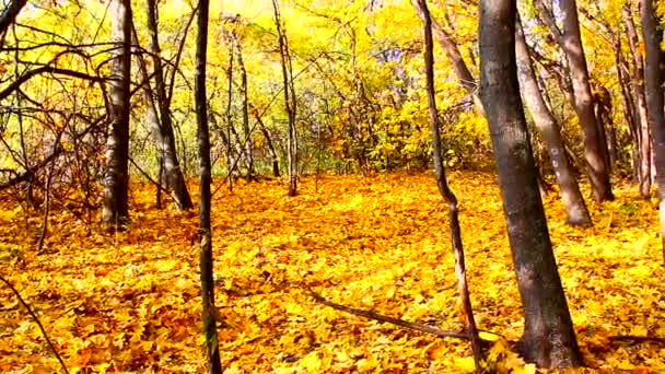 Floresta decídua de outono com folhas em queda — Vídeo de Stock