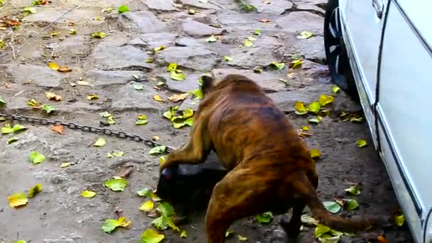 Hund på ett koppel staffy terrier spelar på gården med kullersten — Stockvideo