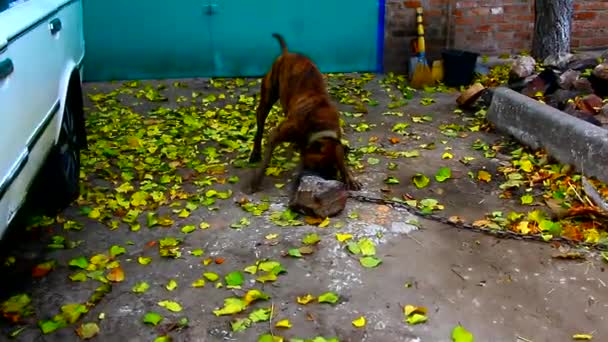 Собака на поводке упитанный терьер играет во дворе с булыжником — стоковое видео