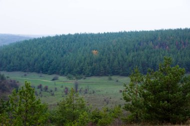 Uzakta Ukrayna 'daki bir tepeden bir çam ormanının fotoğrafını görebilirsiniz.