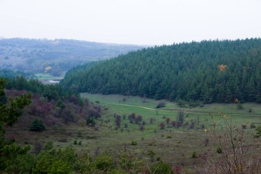Uzakta Ukrayna 'daki bir tepeden bir çam ormanının fotoğrafını görebilirsiniz.