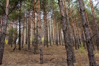 Ukrayna 'da çam ağaçlarının gövdesi