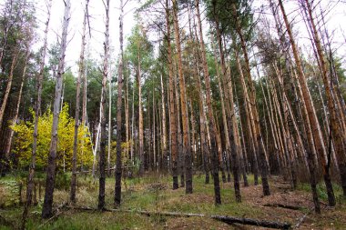 Ukrayna 'da çam ağaçlarının gövdesi