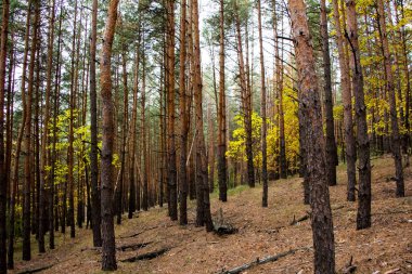 Ukrayna 'da çam ağaçlarının gövdesi