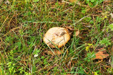 Ormanda sonbahar mantarları topluyor poşette mantarlar ve çayırdaki bir arabanın kaputunda bir kova