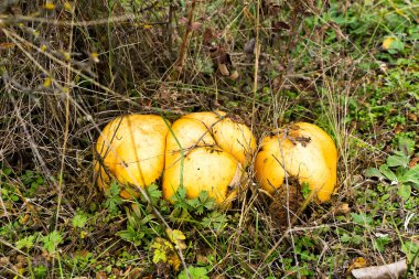 Ormanda sonbahar mantarları topluyor poşette mantarlar ve çayırdaki bir arabanın kaputunda bir kova