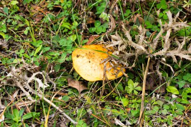 Ormanda sonbahar mantarları topluyor poşette mantarlar ve çayırdaki bir arabanın kaputunda bir kova