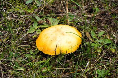 Ormanda sonbahar mantarları topluyor poşette mantarlar ve çayırdaki bir arabanın kaputunda bir kova