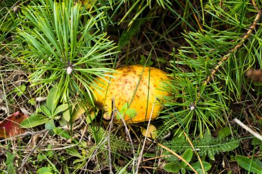 Ormanda sonbahar mantarları topluyor poşette mantarlar ve çayırdaki bir arabanın kaputunda bir kova