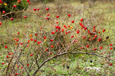 Kırmızı meyveler ormanın yakınındaki bir çalılıkta yetişir.