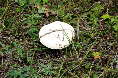 Ormanda sonbahar mantarları topluyor poşette mantarlar ve çayırdaki bir arabanın kaputunda bir kova