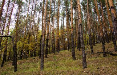 Ukrayna 'da çam ağaçlarının gövdesi
