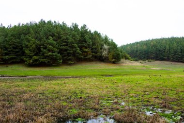 Uzakta Ukrayna 'daki bir tepeden bir çam ormanının fotoğrafını görebilirsiniz.