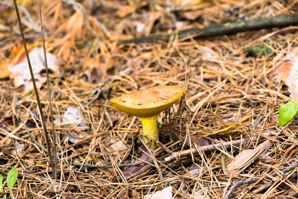 Herfst Plukken Van Paddestoelen Het Bos Paddestoelen Een Zak Een — Stockfoto