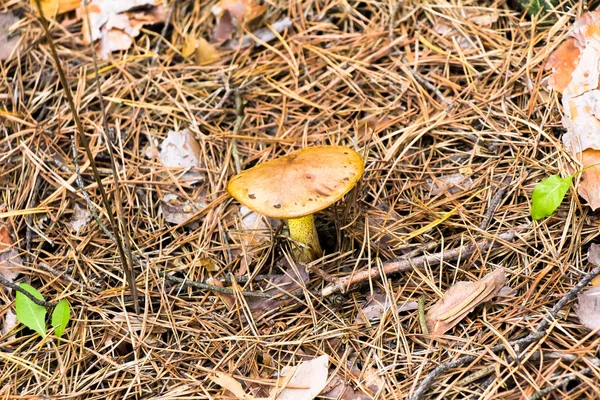 秋天在森林里采摘蘑菇 在袋子里采摘蘑菇 在草地上采摘车篷里采摘蘑菇 — 图库照片