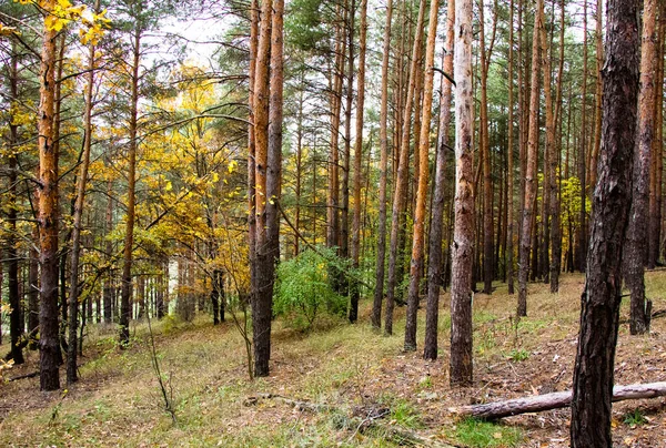 Stämme Von Bäumen Des Kiefernwaldes Ukraine — Stockfoto