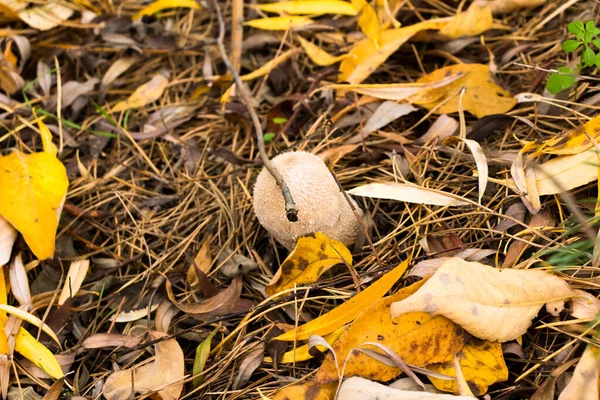 초원에 자루와 양동이에 버섯을 — 스톡 사진