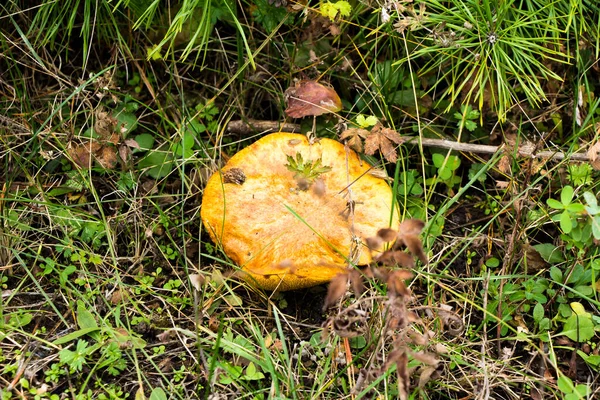 Recogida Otoñal Las Setas Bosque Las Setas Bolsa Cubo Sobre — Foto de Stock