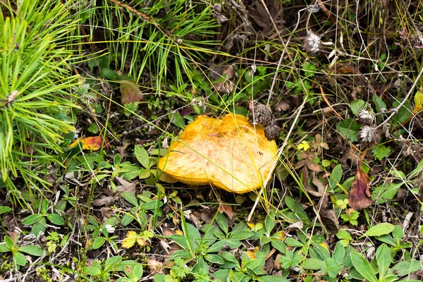 袋にキノコの森のキノコの秋のピッキングや牧草地で車のフードにバケツ — ストック写真